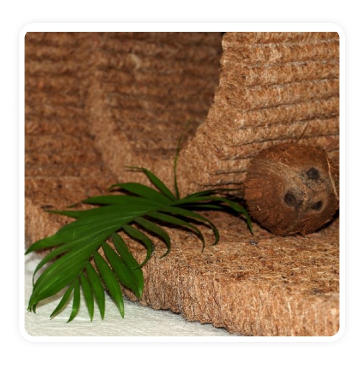 Кокосовая Койра.jpg Кокосовая Койра.jpg